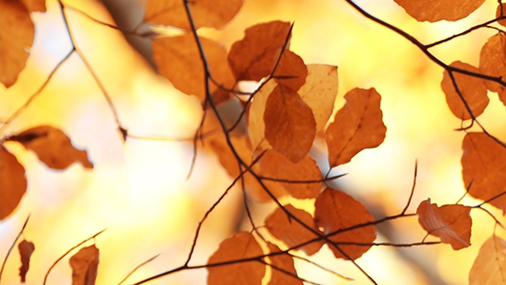 Fall