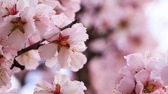 Spring